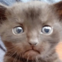 ::cattos3::